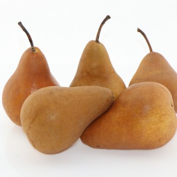 Pears - Bosc: 1 lbs