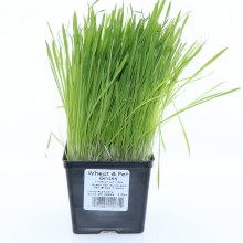 Wheat & Pet Grass