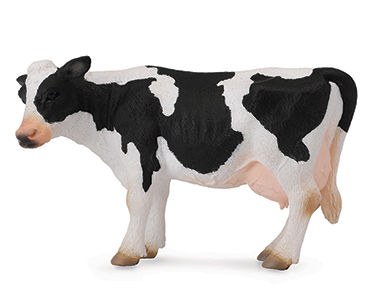 Red Angus Bull