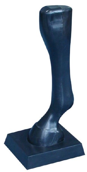 Front Leg Display
