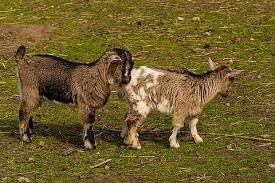 Goat Mineral Block 10:8