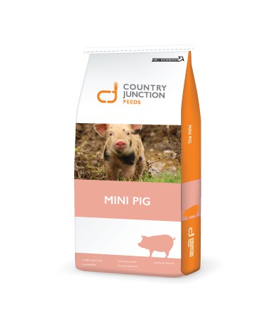 Mini Pig Maintenance