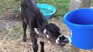 Calf - BottleSpeedyFeederCmp