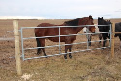 6' Fence Line Gate