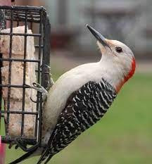 Cage Feeder Suet