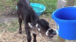 Calf - BottleSpeedyFeederCmp