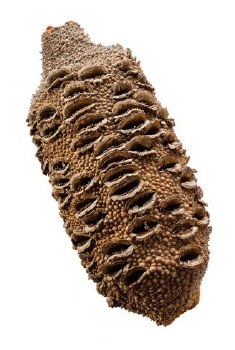 BANKSIA NUTTURNING BLANK