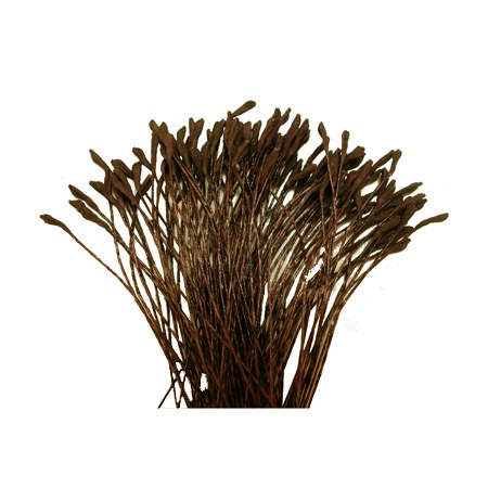 Stamen Lily Brown 144 CT