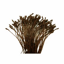 Stamen Lily Brown 144 CT