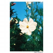 Additional picture of Harman 35mm Phoenix 200 Colour Negative Film (36 exposures) Single Roll