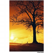 Additional picture of Harman 35mm Redscale 125 Colour Negative Film (36 exposures) Single Roll