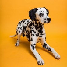Additional picture of Savage 9ft MARMALADEPaper Backdrop (2.72 x 11m)