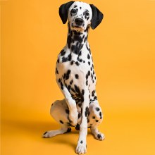 Additional picture of Savage 9ft MARMALADEPaper Backdrop (2.72 x 11m)
