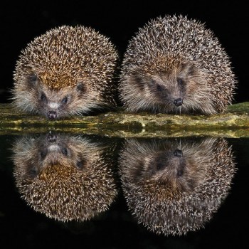 Shared Earth Greetings Card Pair Of Hedgehogs