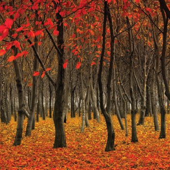 Shared Earth Greetings Card Red Woodland
