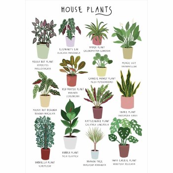 Greetings card House Plants