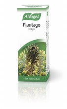 A Vogel Plantago lanceolata