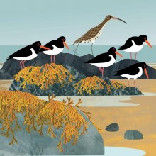 Shared Earth Curlew And Oystercatchers