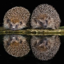 Shared Earth Greetings Card Pair Of Hedgehogs