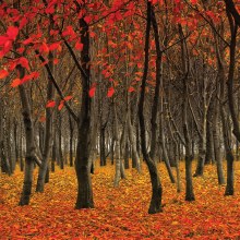 Shared Earth Greetings Card Red Woodland