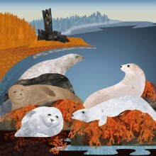 Shared Earth Seals And Scottish Castle