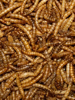 Volkman Henny Penny Mealworms 10oz