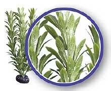 Weco Anacharis Plant 6"