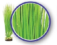 Weco Asianhairgrass 9"