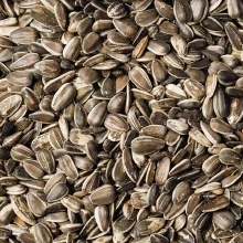 Volkman Black Stripe Sunflower Seed 40lb