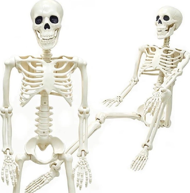 Skeleton 3ft Posable