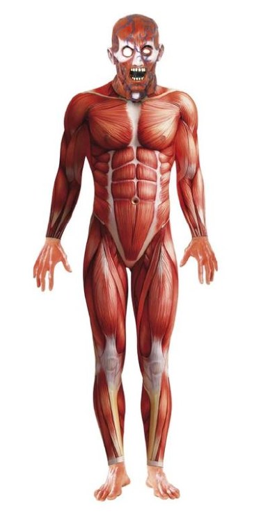 Anatomy Man Large