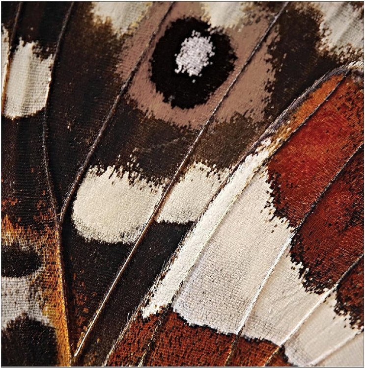 Entomount Moth Lunch Napkins
