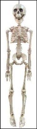 Skeleton 20"