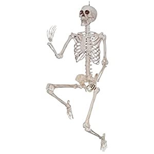 Posable Skeleton 5ft
