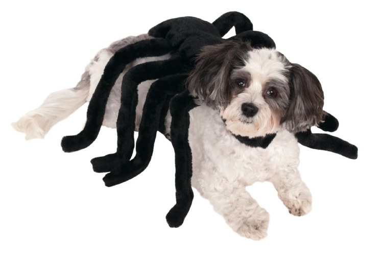 Pet Spider Costume M