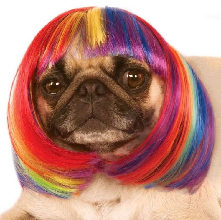 Pet Wig - Rainbow Bob S/M