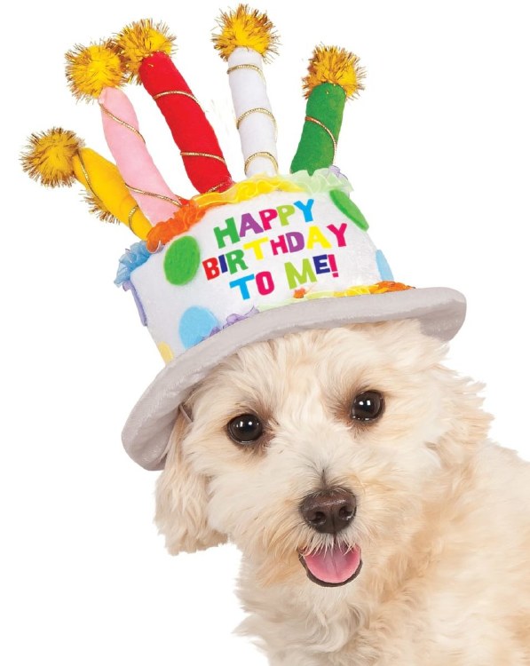 Hat Pet Birthday Cake M/L