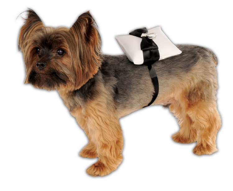 Pet Ring Bearer Pillow OS