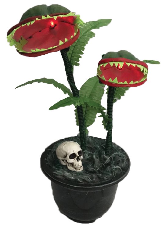 Corpse Flower Dancing in Pot