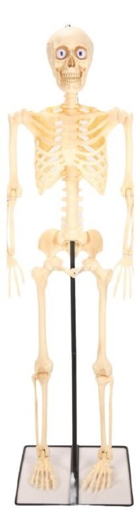 Skeleton Animated Talking 5ft