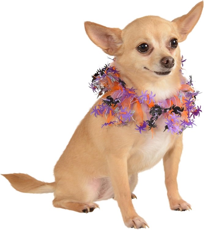 Pet Frilly Collar Spiders M/L