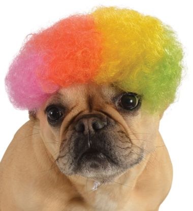 Pet Wig - Rainbow Afro