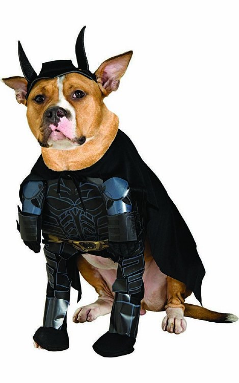 Batman Pet Costume Lg