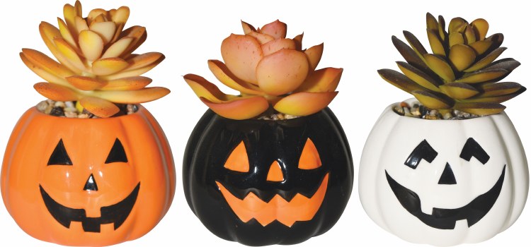 Jack-O-Lantern Succulent Asst.