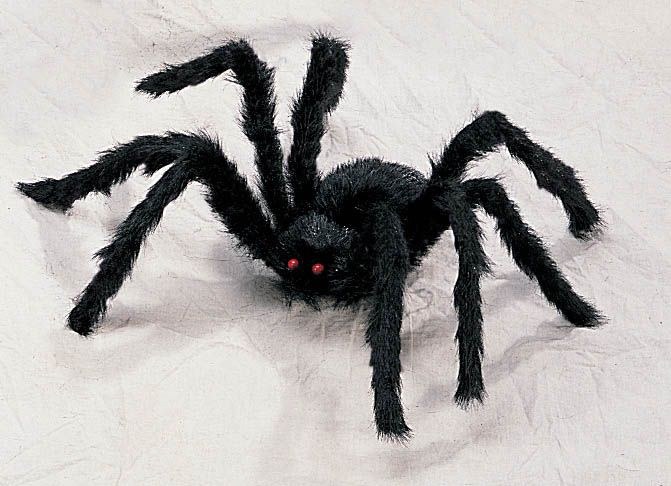 Hairy Black Spider ~ 2ft.