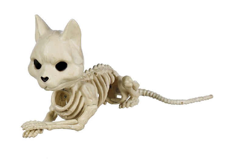 Laying Cat Skeleton