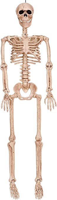 Posable Skeleton 36in