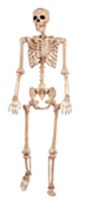 5ft Posable Skeleton