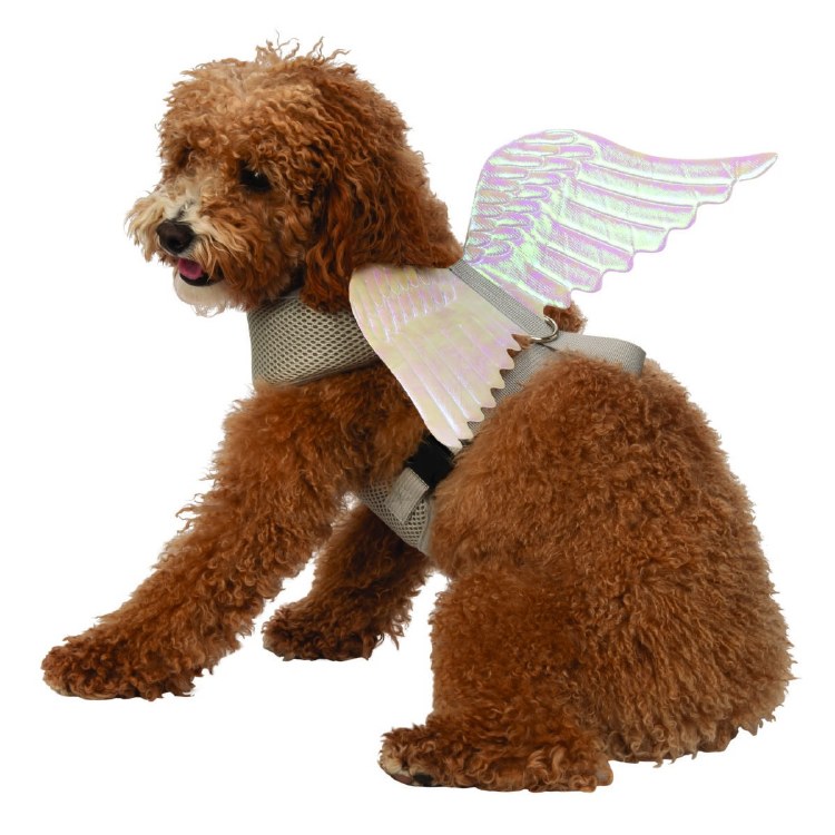 Angel Wings Pet Lg