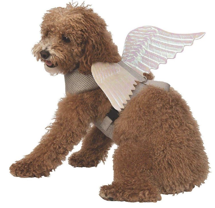 Angel Wings Pet XL